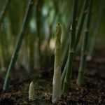 Asparagus: planting, growing, harvest