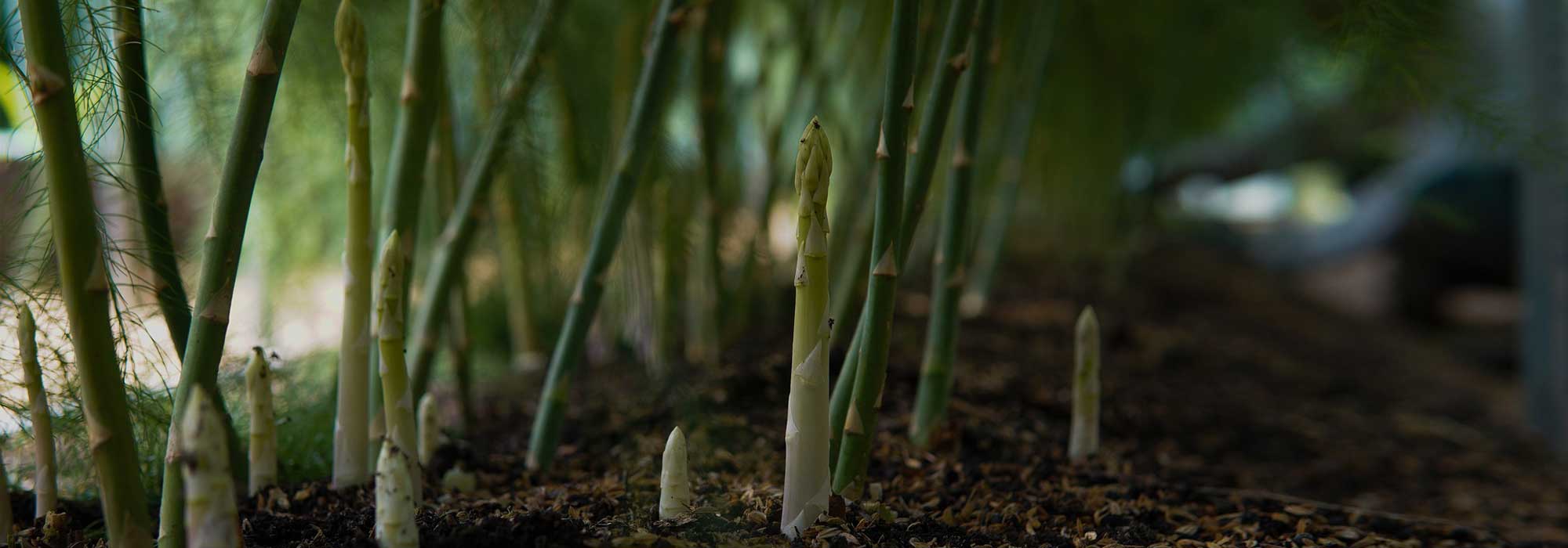 Asparagus: planting, growing, harvest