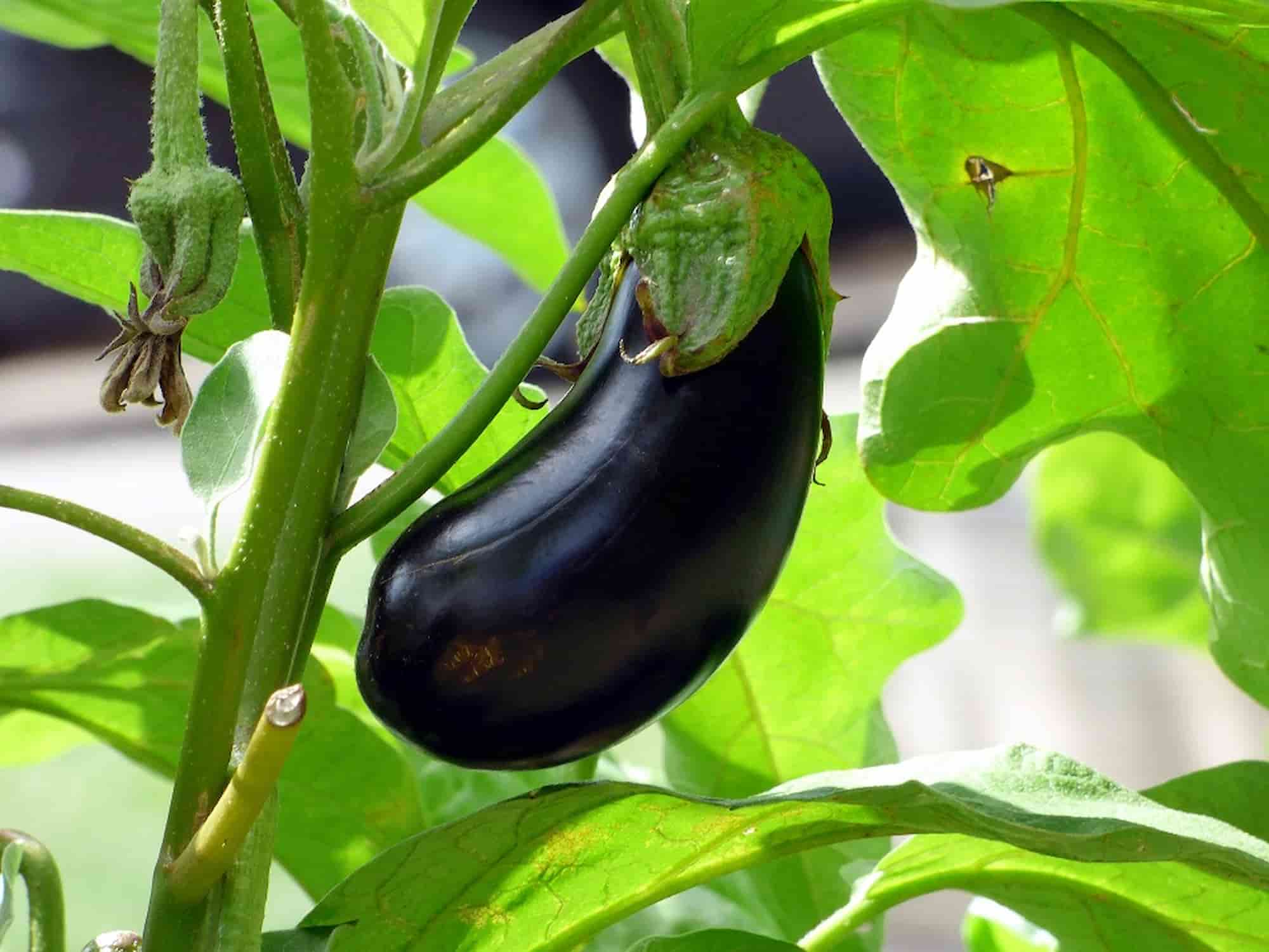 Eggplant: diseases and pests