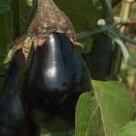 Aubergine: 6 varieties for beginners