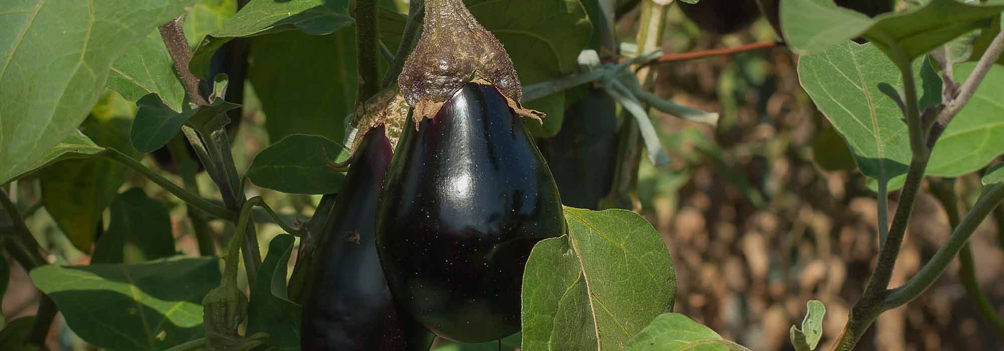 Aubergine: 6 varieties for beginners
