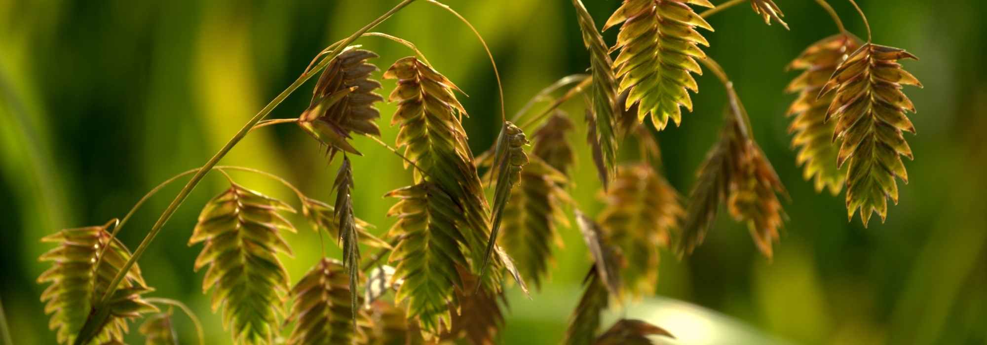 Chasmanthium latifolium, wild oats: planting and care
