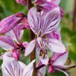 Dictamnus, Dittany: planting and care