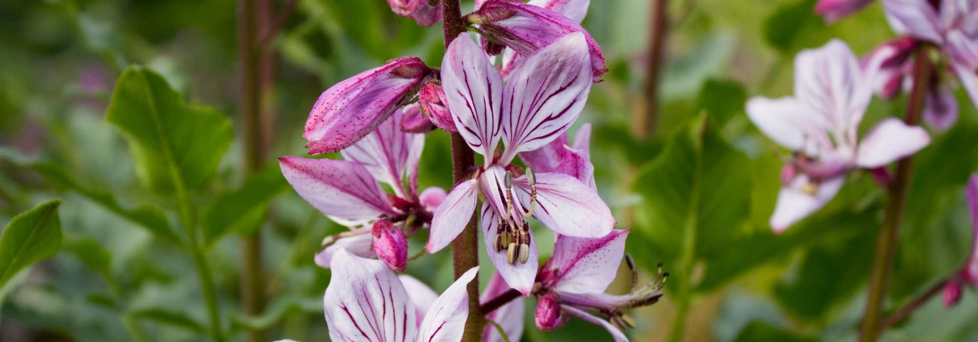 Dictamnus, Dittany: planting and care