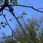 What is the purpose of a pole pruner?