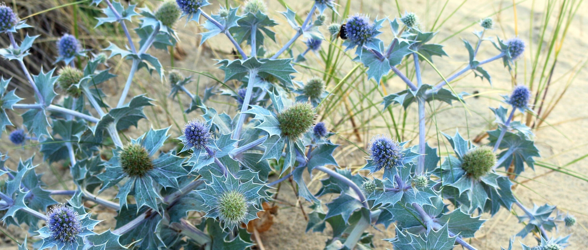 Eryngium: 6 successful pairing ideas