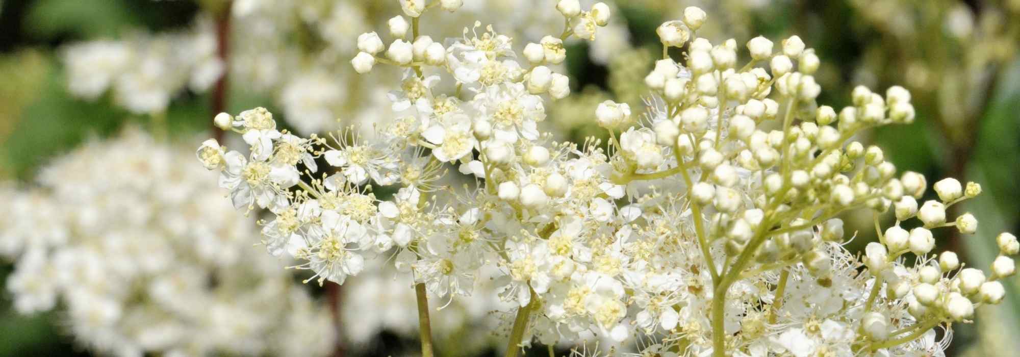 White-flowered Filipendulas: 6 varieties to discover