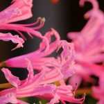 Nerines: 5 pairing ideas