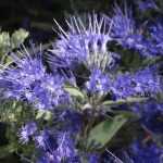 When and how to prune a Caryopteris?