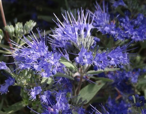 When and how to prune a Caryopteris?