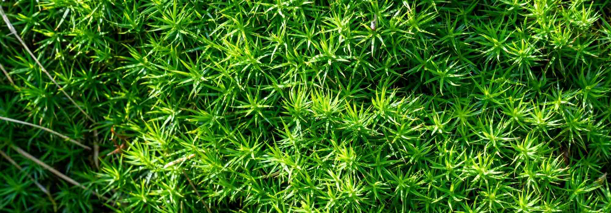 Sagina, Sagina subulata: planting, care, uses