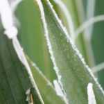 How to winter an agave?