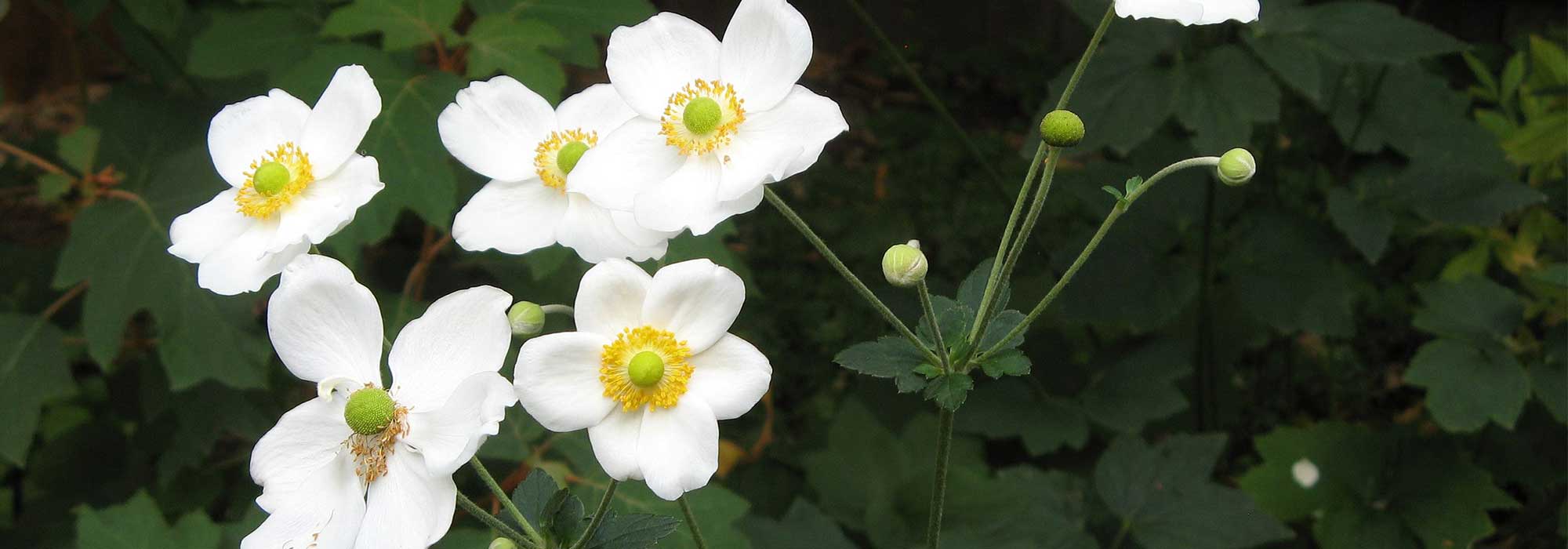 Japanese anemone with white flowers: 10 varieties to discover