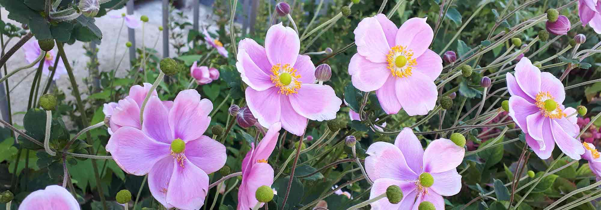 5 Japanese anemones for a border