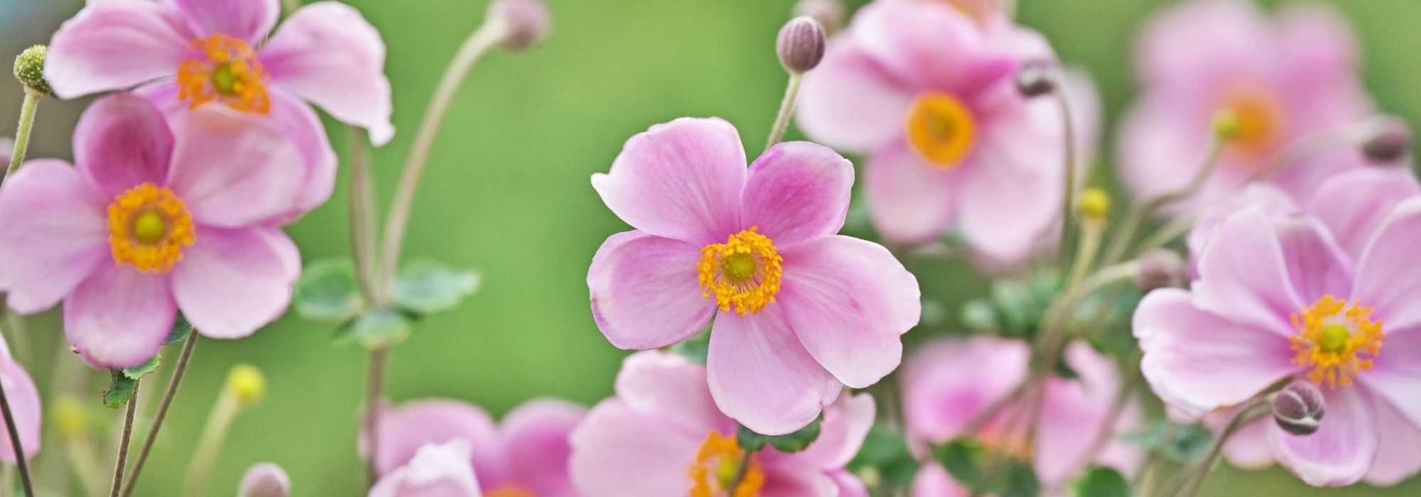 Japanese Anemones: 10 varieties for pot cultivation
