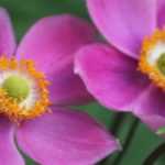 How to grow a Japanese anemone in a pot?