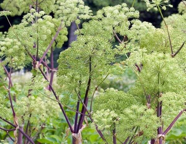 How to harvest and store Angelica seeds?