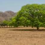 Drought-resistant trees