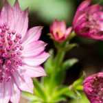 Astrantias: the largest umbels