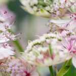 Choosing an Astrantia