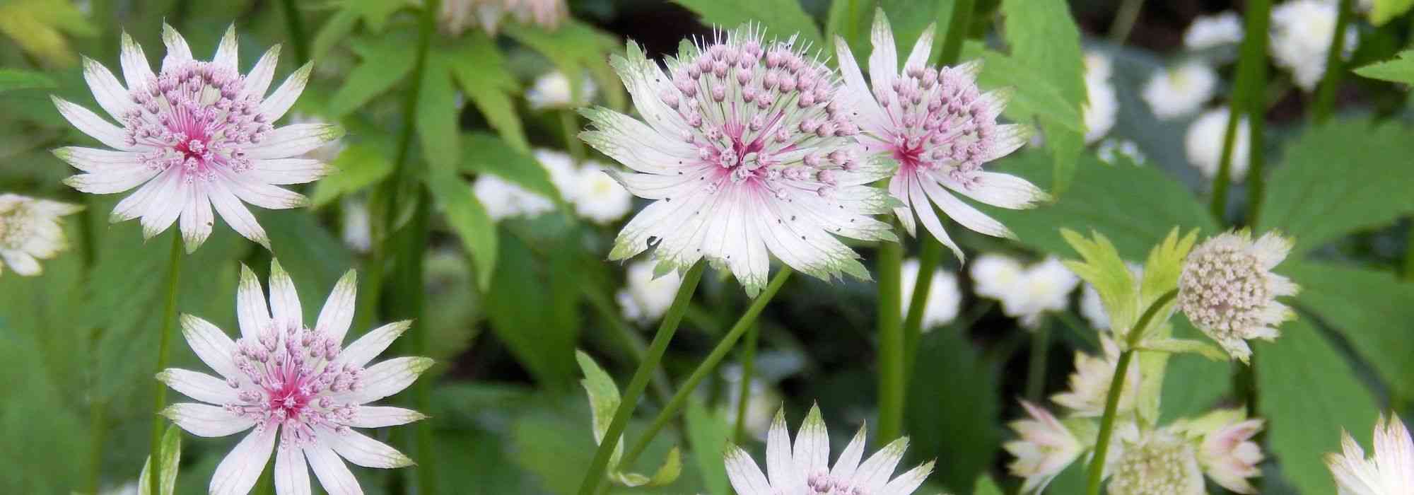 White-flowered astrances