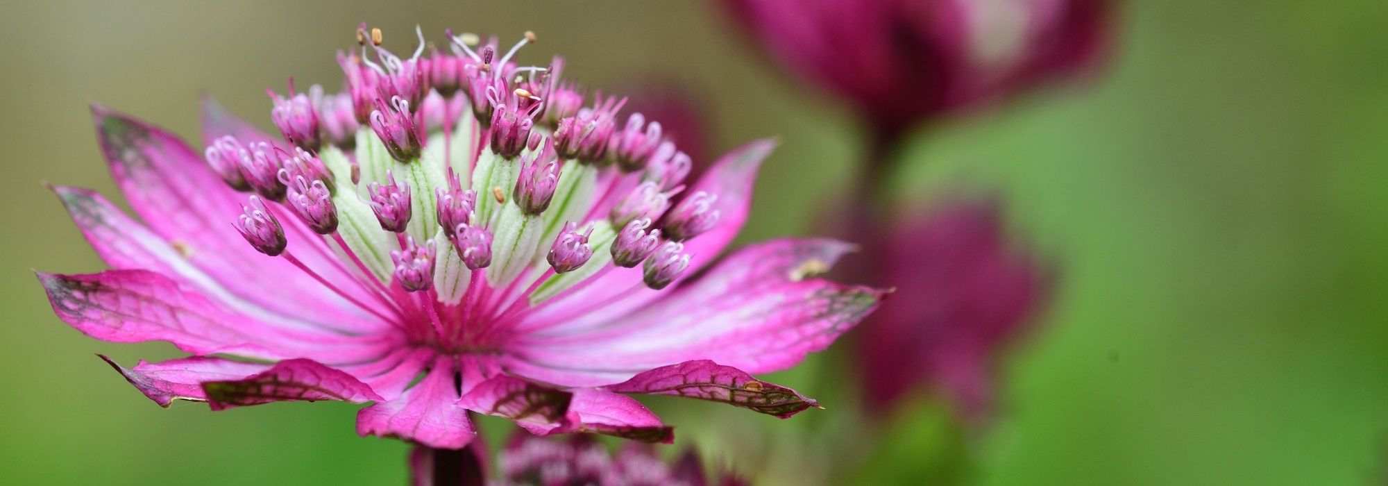 Pink Astrantias