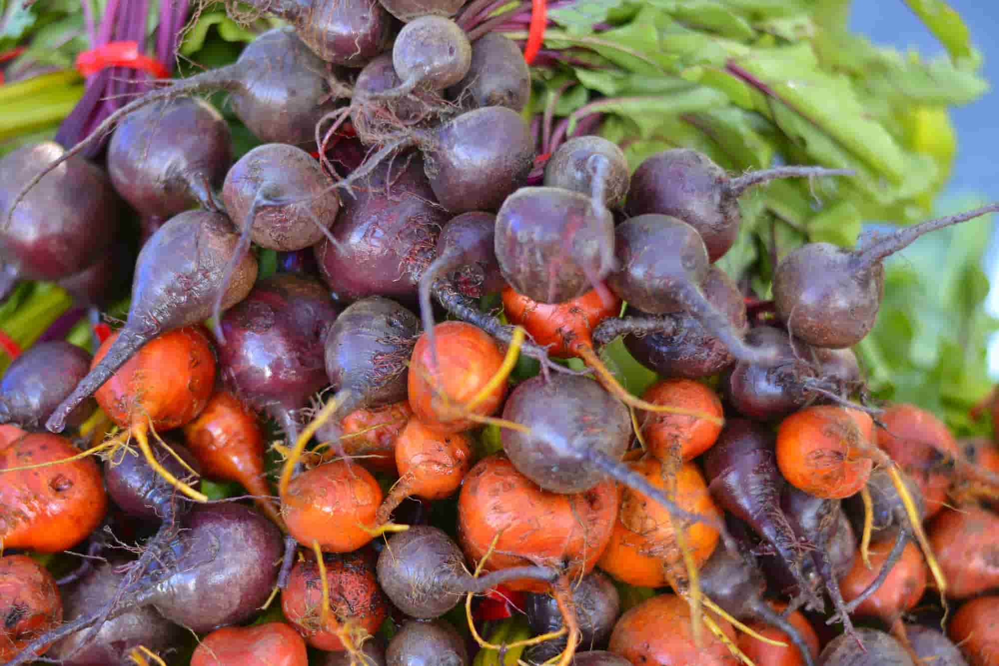 Beetroot: the best varieties