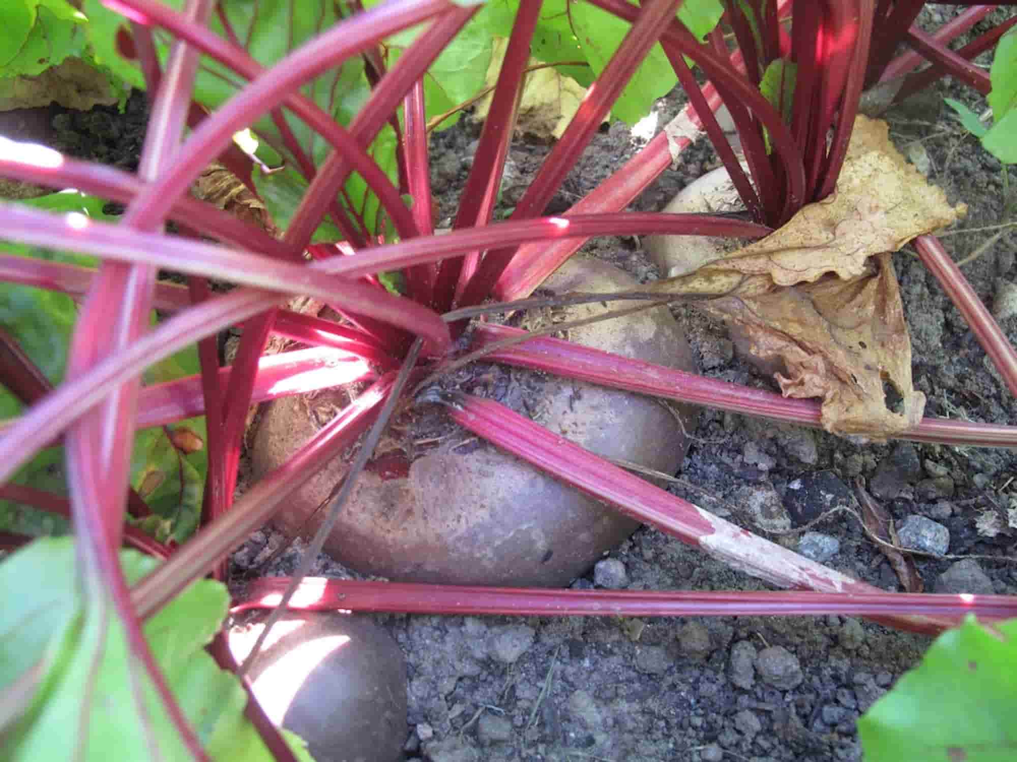 Beetroot: diseases and pests