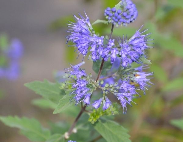 How to take cuttings from Caryopteris?