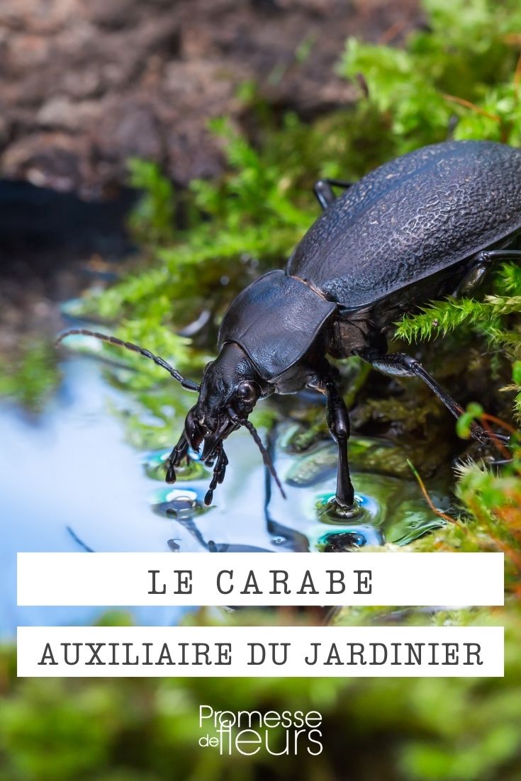 ground beetle