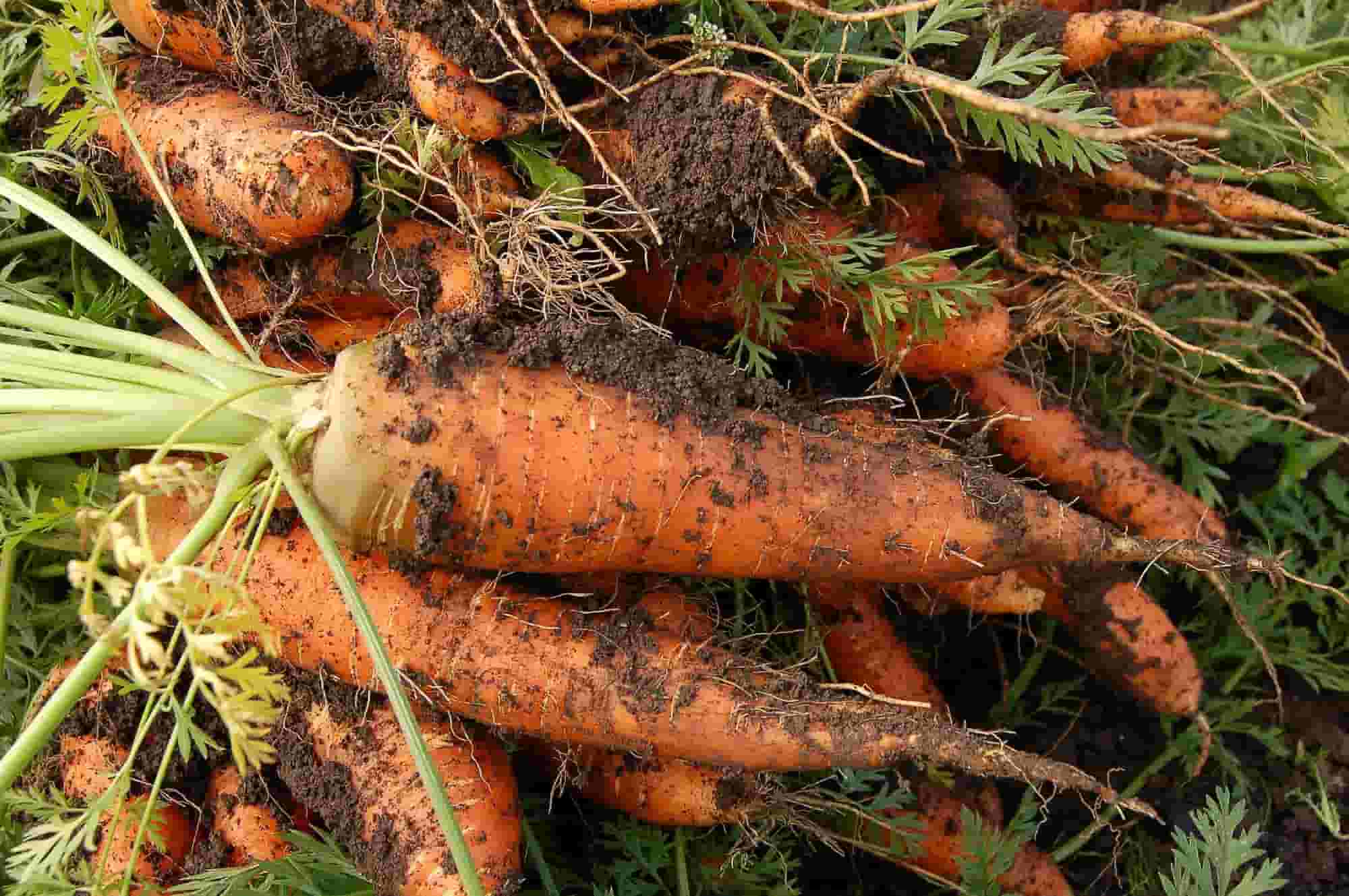 Carrot: the best varieties