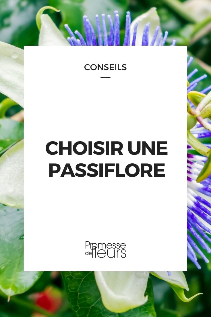 Choosing a Passion Flower