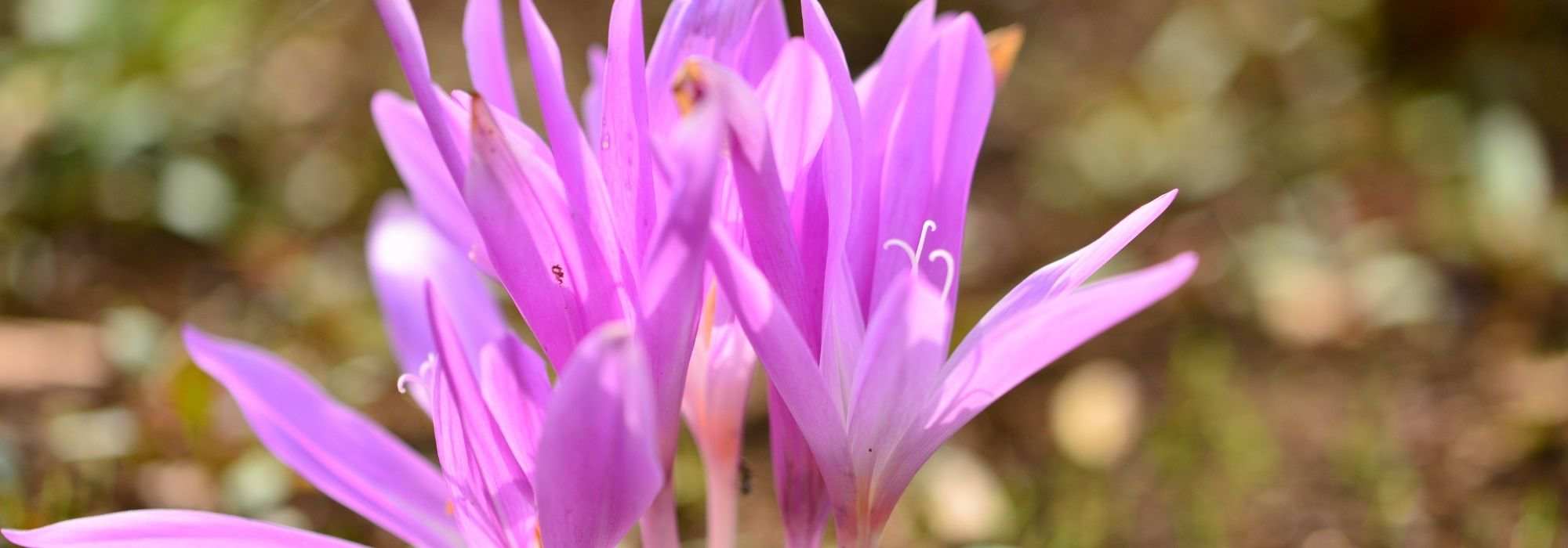 How to grow colchicums in pots?