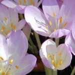 Crocus: the most beautiful varieties