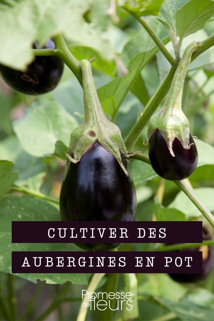 Planting and Caring for Aubergines in Pots