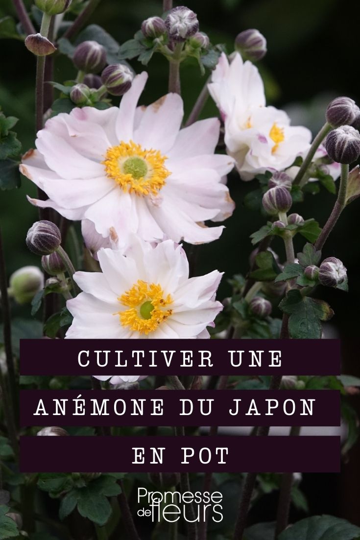 Growing a Japanese Anemone in a Pot