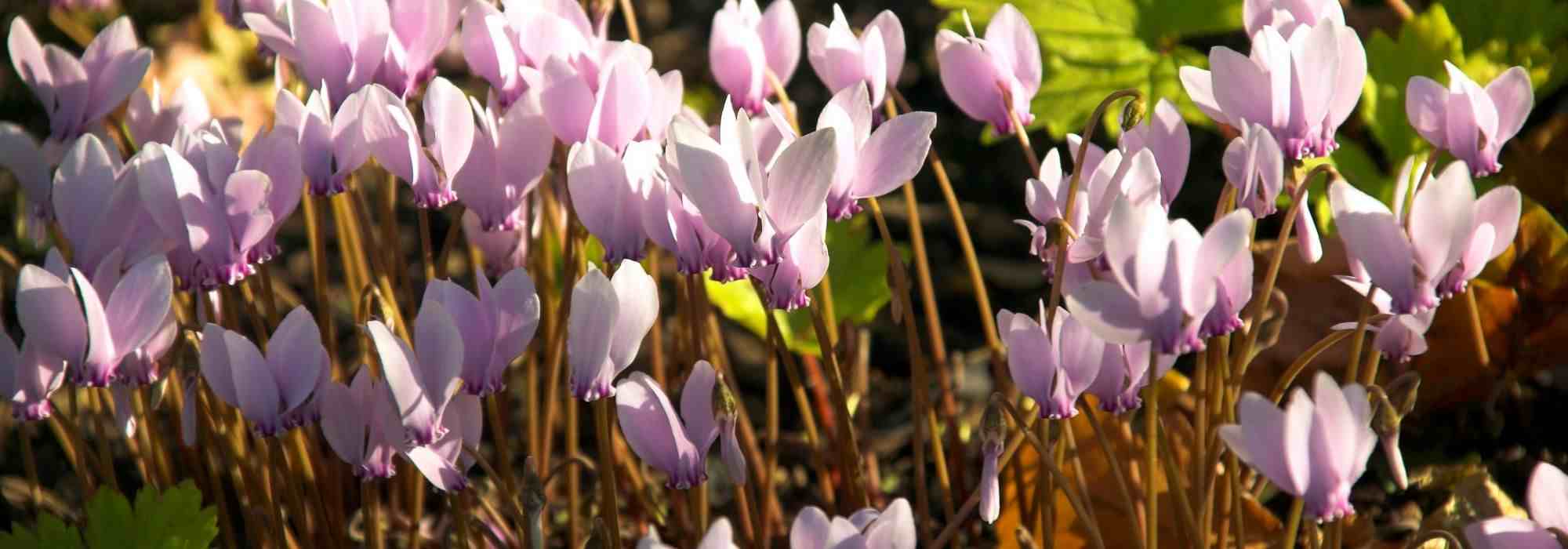 How to grow Naples cyclamen in pots?