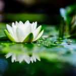 How to divide a water lily?
