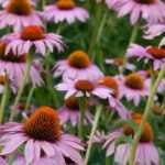 Choosing an echinacea