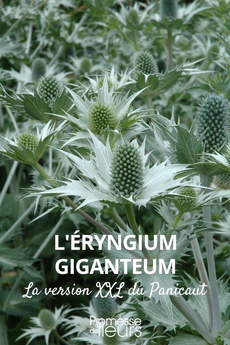 giant sea holly