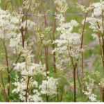 Choosing a meadowsweet