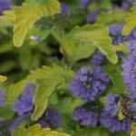 Choosing a Caryopteris