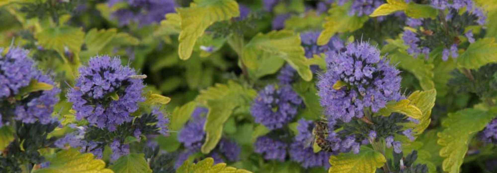 Choosing a Caryopteris