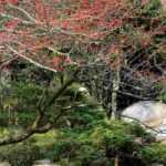 Designing a four-season garden