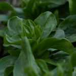 Lamb's lettuce: sowing, cultivation and harvest