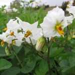 Diseases and pests of potatoes