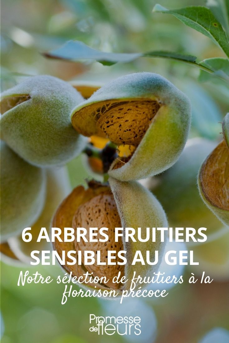 6 Fruit Trees Sensitive to Frost