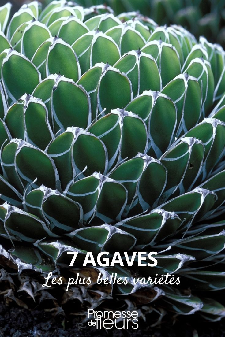Agaves: Most Beautiful Varieties