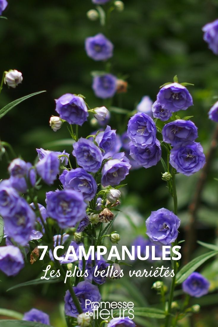7 Campanulate Flowers, the Most Beautiful Varieties