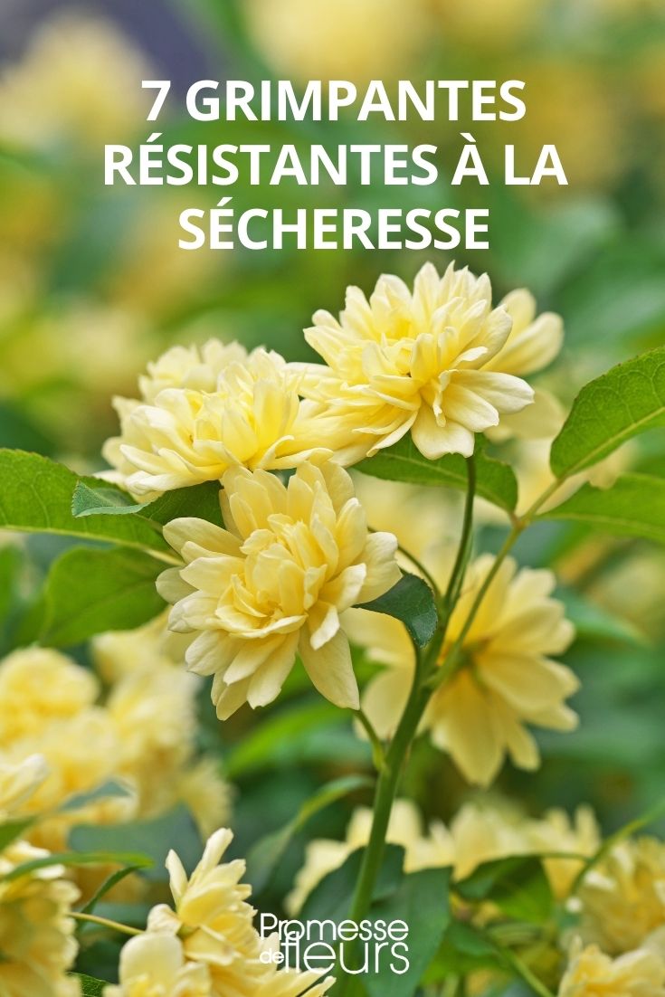 Selection of Drought-Resistant Climbing Plants